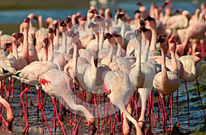 Groupe of pink flamingo birds on the blue lagoone on a sunny day.