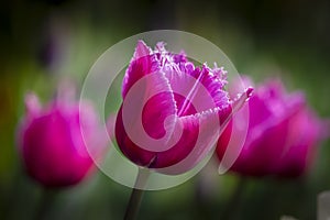 Groupe of purple macro blooming tulips