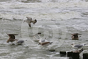 A groupe seagulls photo