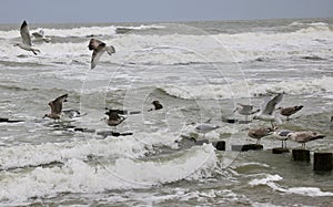 A groupe seagulls photo