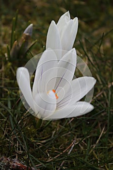 Group of white crocusses in spring