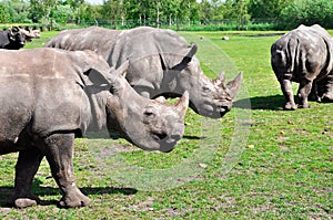 Groupe of a white rhinoceros