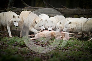 A groupe of White wolf eatingin the forest