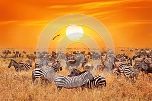 Groupe of wild zebras and antelopes in the African savanna against a beautiful orange sunset. Wild nature of Tanzania.