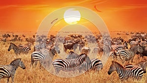 Groupe of wild zebras and antelopes in the African savanna against a beautiful orange sunset. Wild nature of Tanzania