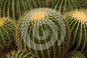 Grouped Barrel Cactus