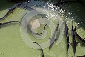 Grouped flock of sturgeons in fish farm pool ready to be implanted with a microchip