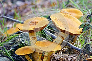 Grouped Rustgill Gymnopilus junonius