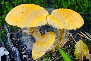 Grouped Rustgill Gymnopilus junonius