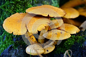 Grouped Rustgill Gymnopilus junonius