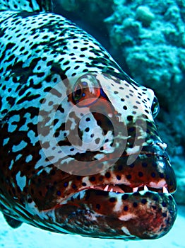 Grouper