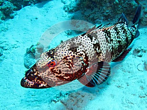 Grouper