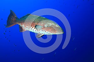 Grouper