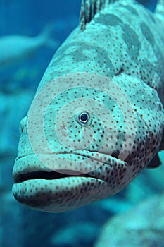 Grouper