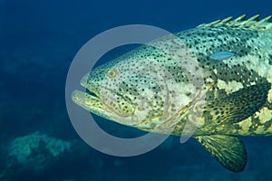 Grouper