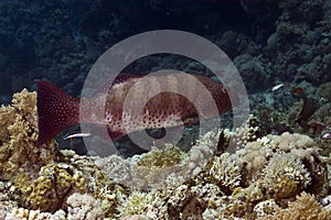 Grouper