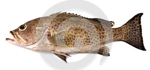 Grouper