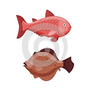 Grouper and cod fish vector illustration.