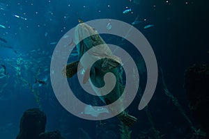 A grouper Epinephelus marginatus swimming in an aquarium in the foreground photo