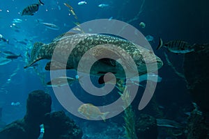 A grouper Epinephelus marginatus swimming in an aquarium in the foreground photo