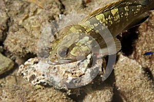 Grouper Fish