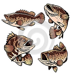 Set of grouper fish