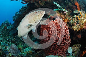 Grouper fish and barrel sponge
