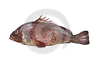 Grouper, Grouper fish, Cernia, isolated