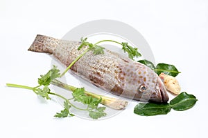 Grouper Fish cleaned scaled