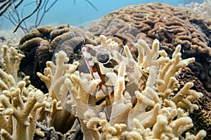 Grouper fish in coral home