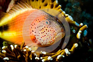 Grouper fish in coral reef