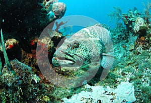 Grouper fish in coral reef photo