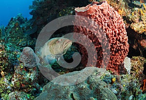 Grouper fish and coral reef