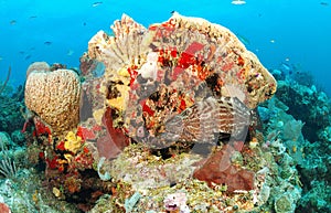 Grouper fish in coral reef photo