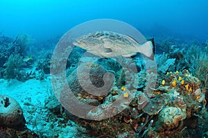 Grouper fish and coral reef