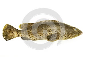 Grouper fish isolate on white background.