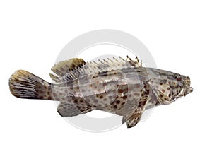 Grouper fish isolated on white background
