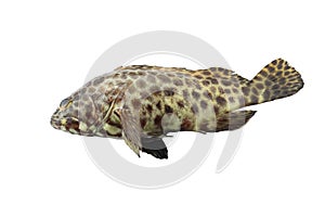 Grouper fish isolated on white background.