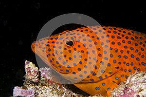 Grouper fish, Maldives, Ari Atoll