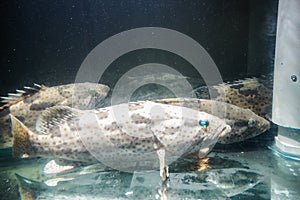 Grouper fish under water