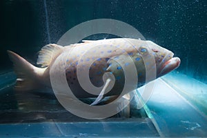 Grouper fish under water