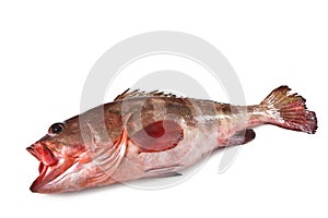 Grouper, Grouper fish, Cernia, isolated