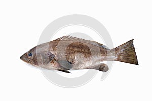 Grouper or Grouper fish, Mediterranean fish Cernia or Hammour isolated on white background