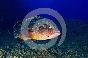 Grouper photo