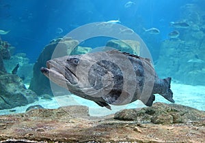 The Grouper in Istanbul Sea Life Aquarium (TurkuaZoo). photo