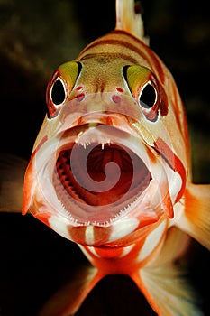 Grouper In The Red Sea