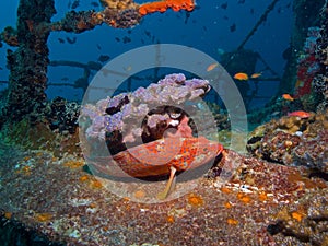 Grouper on a shipwreck