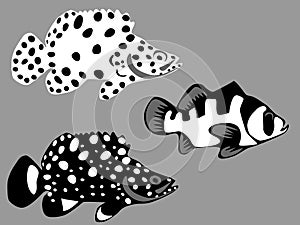 Groupers