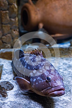 Groupers are fish of any of a number of genera in the subfamily Epinephelinae of the family Serranidae, in the order Perciformes photo