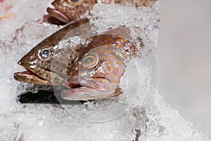 Groupers, Sea basses cover with ice in seafood market.